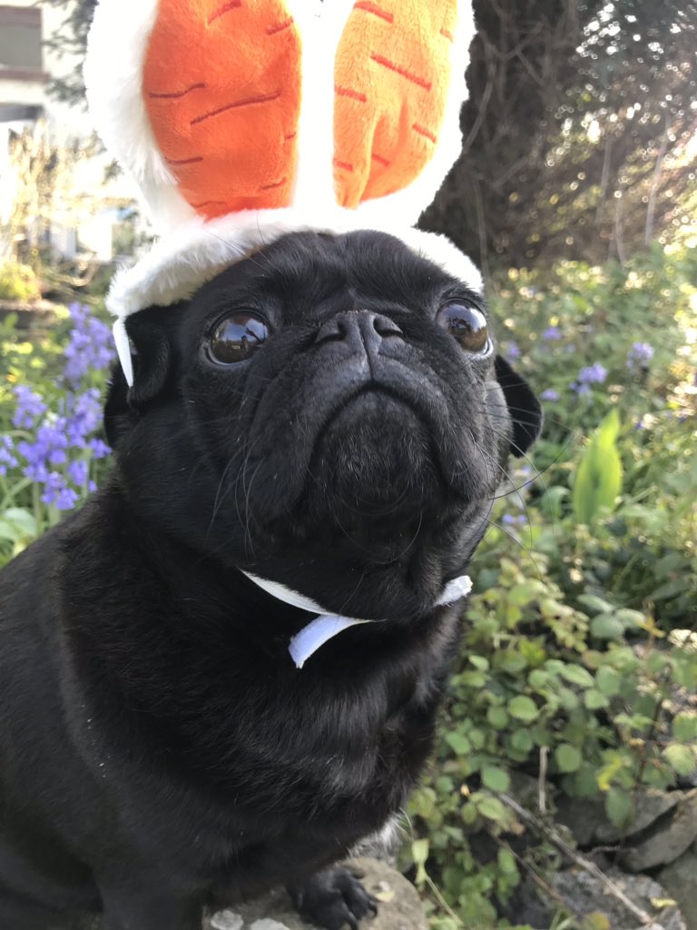 Merlin The Pug (@merlinthepug201) on Twitter photo 