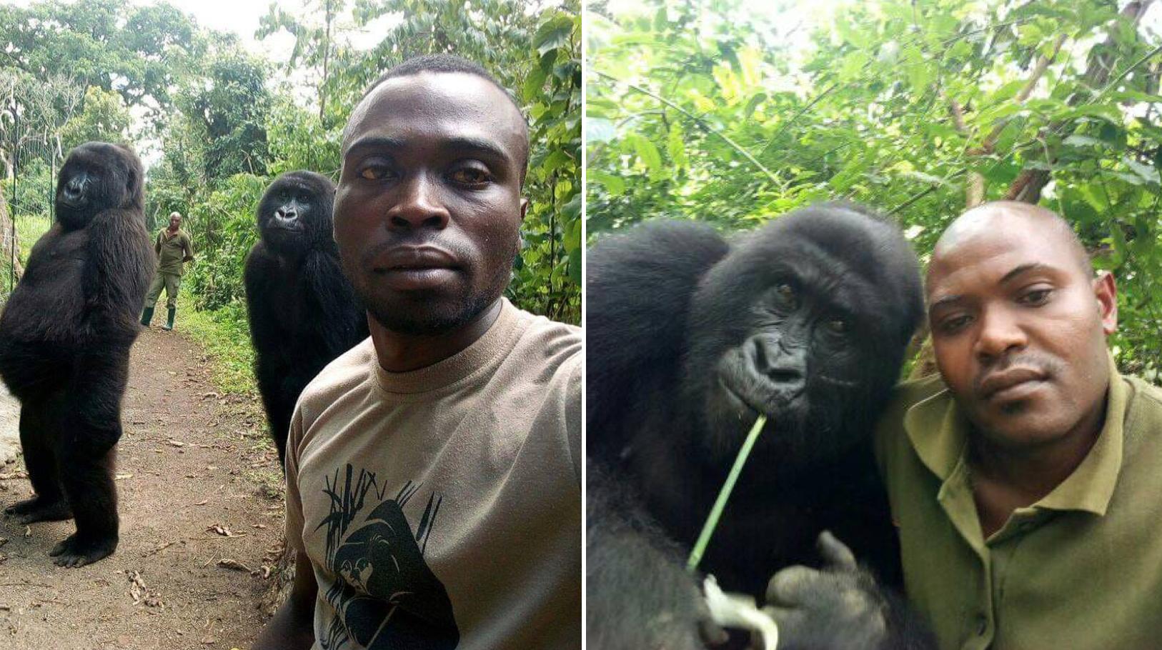 “Congo National Park staff take hanging out with mates selfies with random gorillas...