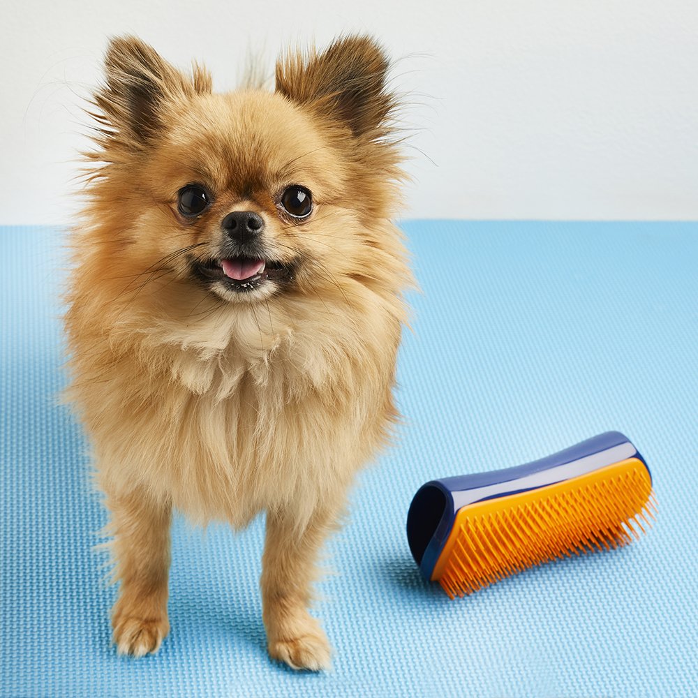 It’s #BankHolidayWeekend which means lots more walkies – yay! #PetTeezer 🐶💕