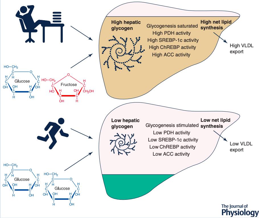 Aaron Hengist, PhD (@aaronhengist) on Twitter photo Our review into hepatic glycogen content and responses to fructose is now online #OpenAccess
physoc.onlinelibrary.wiley.com/doi/epdf/10.11…
It was a pleasure writing this alongside <a href="/fkoumanov1/">Francoise Koumanov</a> and <a href="/Gonzalez_JT/">Javier Gonzalez</a>
#fructose #metabolism #glycogen Our review into hepatic glycogen content and responses to fructose is now online #OpenAccess
physoc.onlinelibrary.wiley.com/doi/epdf/10.11…
It was a pleasure writing this alongside <a href="/fkoumanov1/">Francoise Koumanov</a> and <a href="/Gonzalez_JT/">Javier Gonzalez</a>
#fructose #metabolism #glycogen