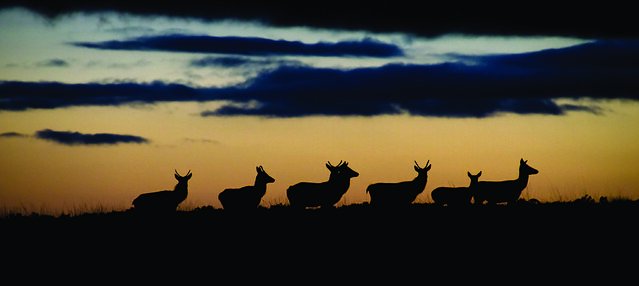 Exmoor NPCs tweet media