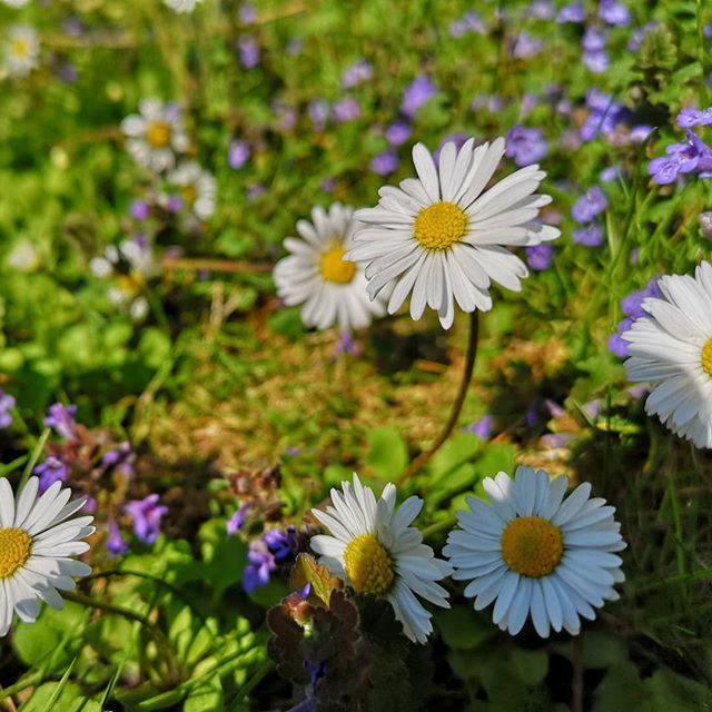 freets_at's tweet photo. Frühlingsgefühle 😍
_________________________________
#frühling #freets #frühlingsblumen #spring #garten #gänseblümchen #flowers #sonne #daheim #austria https://t.co/LWI8sXmB5o https://t.co/xt2EuPVWgD