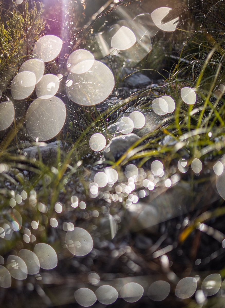 Kyle Mijlof (@kmijlof) on Twitter photo Back after a solo trip to Baardscheerderbos. Needed some time out of the city for the week and to properly test out the <a href="/CanonRSA/">Canon South Africa</a> EOS RP, what are your thoughts? Back after a solo trip to Baardscheerderbos. Needed some time out of the city for the week and to properly test out the <a href="/CanonRSA/">Canon South Africa</a> EOS RP, what are your thoughts?