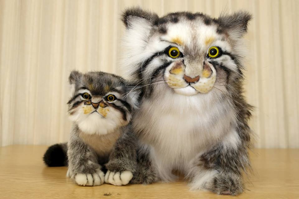 さらに、マヌルネコぬいぐるみも販売が決定しました！ こちらも