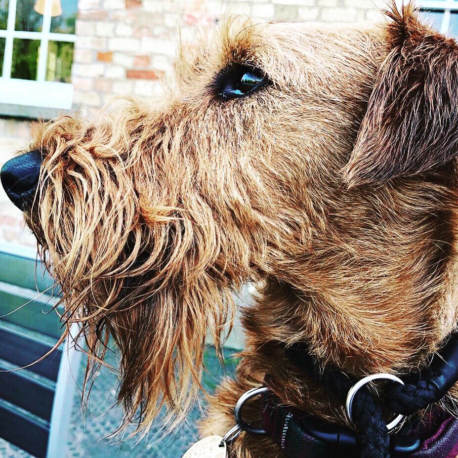RufusGingernut's tweet photo. Oh im such a #handsomeboy I don’t know how I cope 🤣🤣🤣#modestnotmodest #dontyouwishyourdoggywashotlikeme #modeldog #wontgetoutofbedforlessthan10ktreats #irishboy #gingernutter #gingerboy #irishterriersoftwitter #DogsOfTwitter #dogsofessex #irishterrier #gorgeous #gorgeousboy https://t.co/tKllCYIrDr