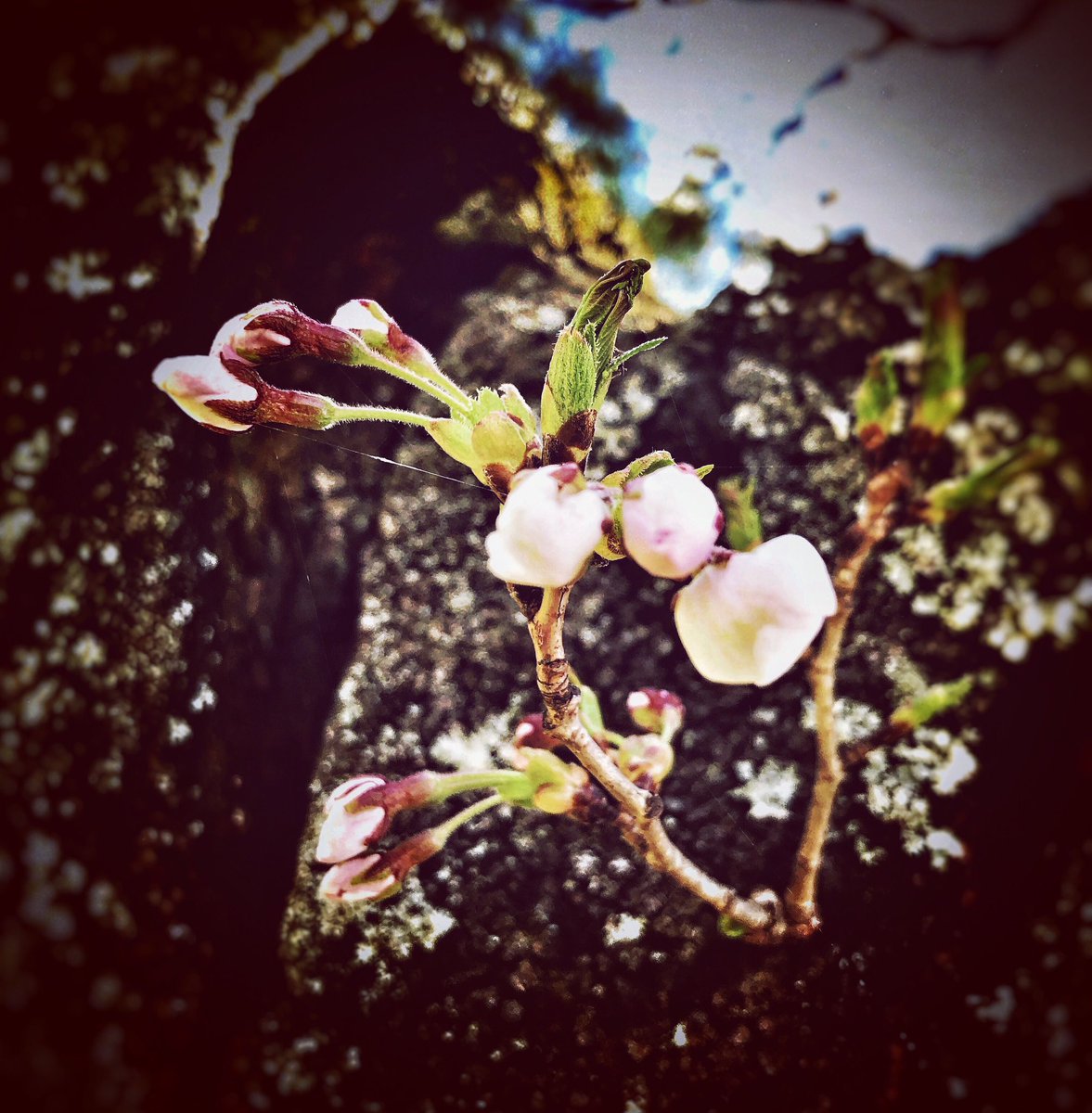 KITERETHU_'s tweet photo. Dake hot spring cherry blossoms
#クリエイティブ
#creative
#artist
#アーティスト
#fashion
#mode
#costume
#art
#アート
#accessories
#Stylist
#Stylish
#Designer
#Design
#Event
#MUSIC
#岳温泉
#dake
#dakeonsen
#dakehotspring
#cherryblossoms
#桜
#さくら
#Photo
#pic
#spring https://t.co/gde9uoTAlT