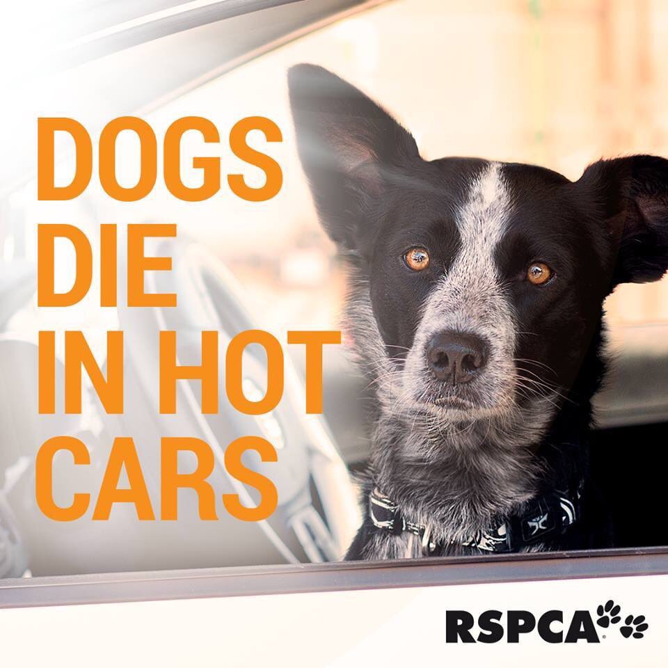 PrudhoeNland's tweet image. Please just don’t do it !

Thank you.

facebook.com/79265046074551… @RSPCANW @NPNland