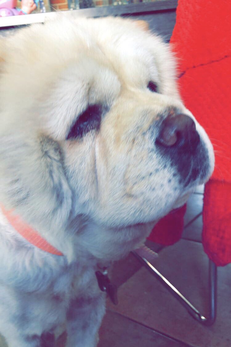 I lost my sweet Kenai this Easter... and I feel so empty inside. I am heartbroken, and I want to send prayers to all who miss someone today...