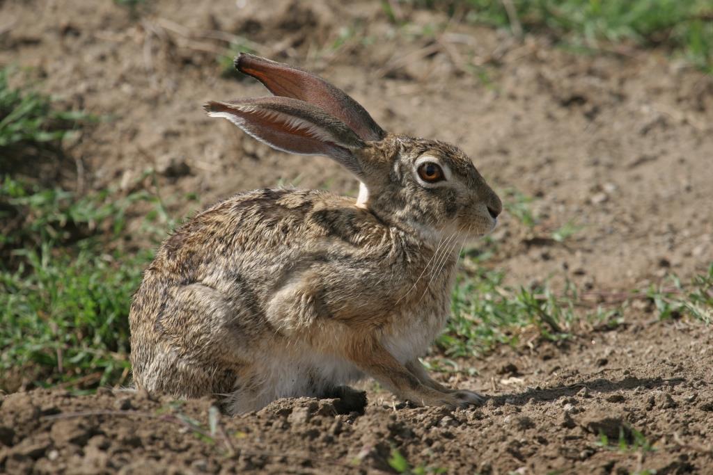 Hyena Project 🐾 on Twitter "Easterfact In East(er) Africa, it's hard
