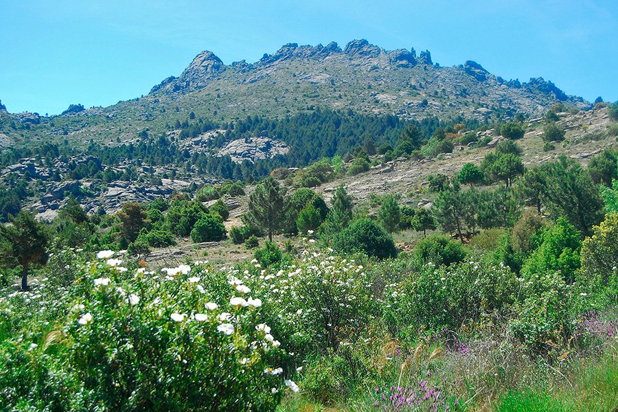 Sierra Norte de Madrid - SierraNorte.com tweet media