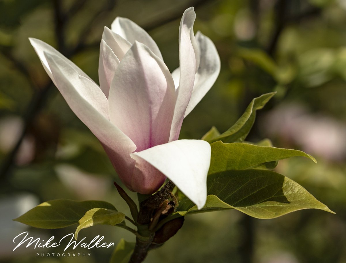What a beautiful Easter Sunday. Spent a sunny, afternoon at Hole Park in Kent UK. A breeze keep us cool, but limited the Macro photo's. Still, the sheltered areas offered some willing subjects. <a href="/HolePark/">Hole Park Gardens</a> <a href="/VisitKent/">Visit Kent</a> <a href="/ExploreKent/">Explore Kent</a> <a href="/KM_newsroom/">Kent Messenger</a> <a href="/bbcsoutheast/">BBC South East</a> <a href="/bbcweather/">BBC Weather</a>