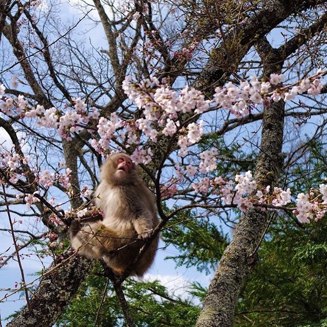 GoNagano_Japan's tweet photo. Humans aren’t the only ones who enjoy cherry blossoms in spring! Japanese macaques also delight in their pink petals before pulling them off the tree for a tasty snack. https://t.co/DvE3VWv9Lp https://t.co/wMBSzr46mw