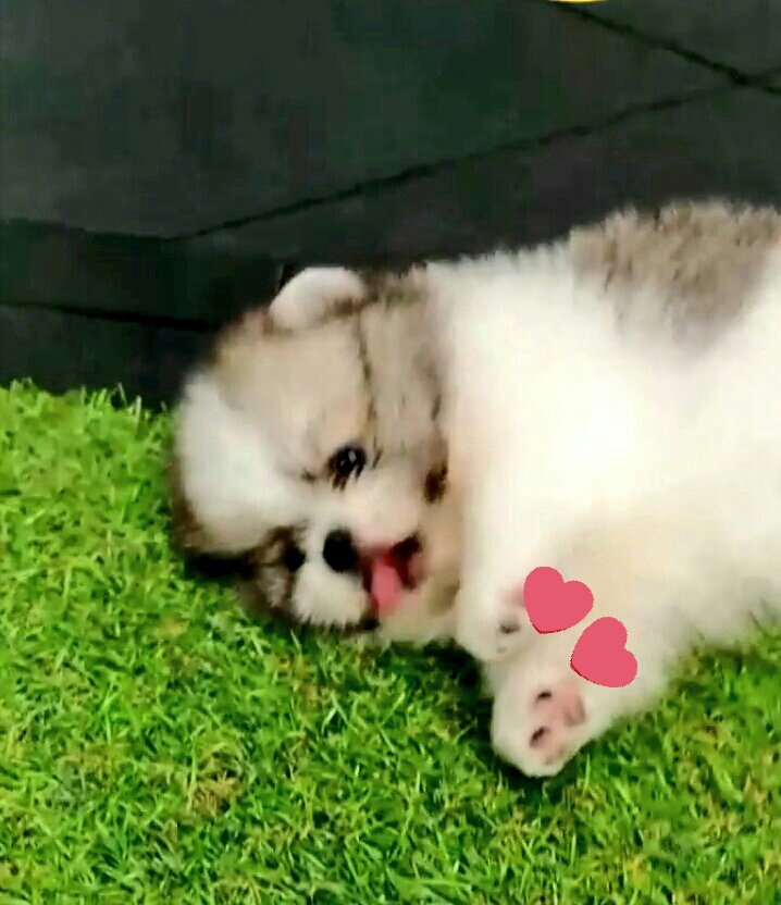 MyDeer99's tweet photo. Fall in love with Rolex 🐶💕
#บาสเด็กอ้วนที่แท้จริง #RolexCatiernoii #Rolexteam
©® igs coptermom_ronk https://t.co/k1JEd2J3ta
