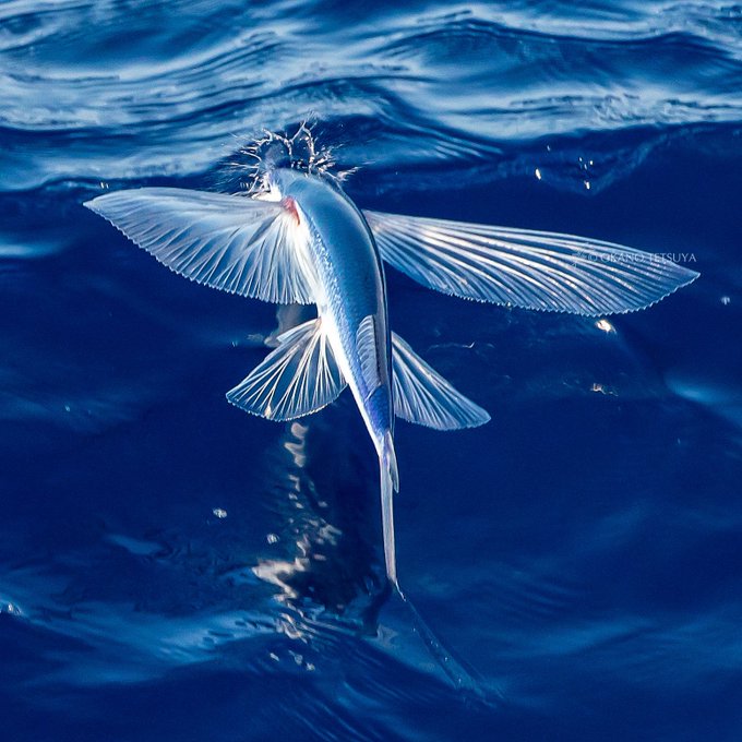 最新 雪原のトビウオ 水曜どうでしょう 雪原のトビウオ