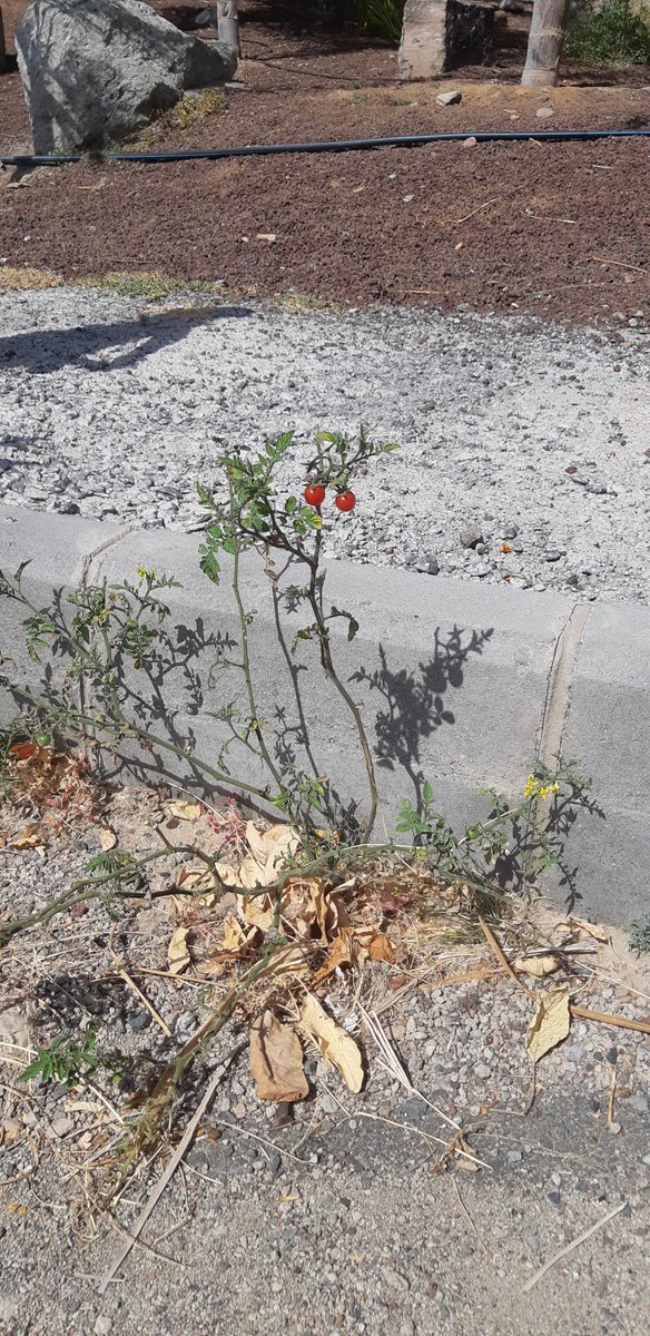 CharlotteCatCCB's tweet photo. #EarthDay here at #ClubCalaBlanca .. A wonderful mini hike up to Crocodile mountain in honour of Mother Earth was thoroughly enjoyed by all..beautiful scenery and interesting rock formations and topping it off was spotting a cherry tomato tree growing out of the side of the road! https://t.co/OaRDh7dmVS
