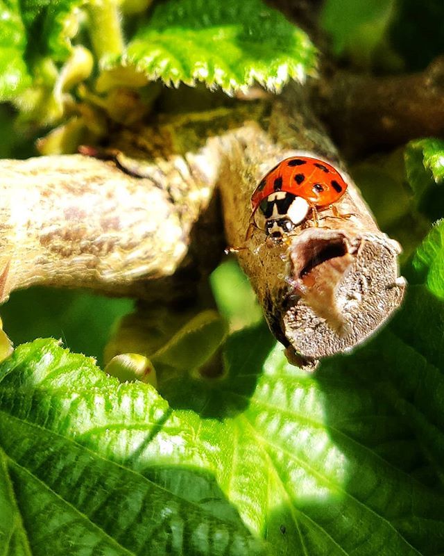 Out on a limb
#ladybird #ladybug #bugsofinstagram #macrophotography #macro #closeup #nature #naturephotography #iownature #isleofwightnature bit.ly/2vh9m0A
