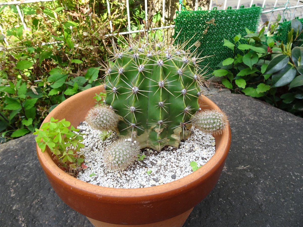 花盛丸成長記録