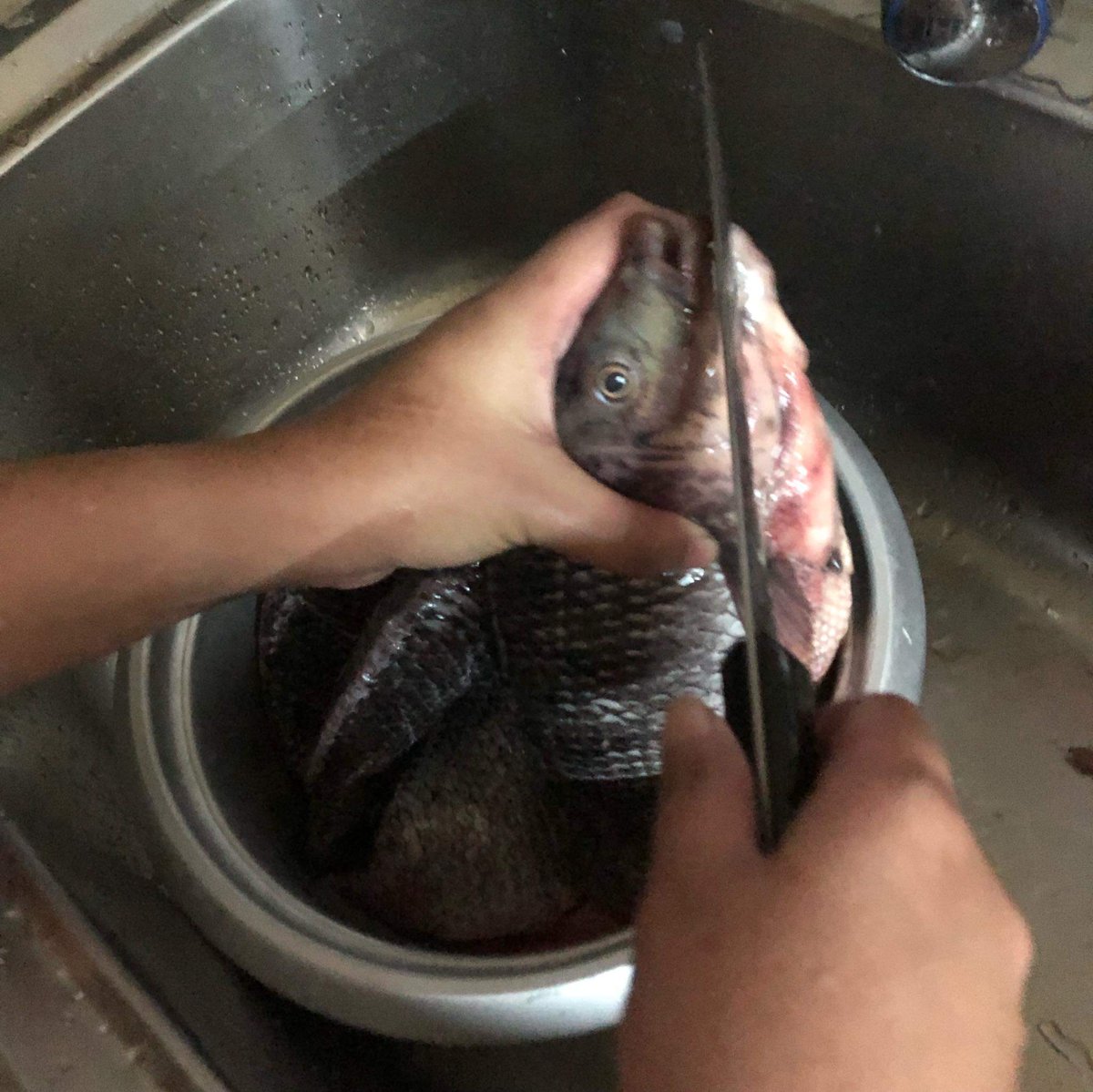 PherGonzales's tweet photo. 4 knives plus 1 scissor para sa tilapia 🤣 #poorFISH 

@clarabravery_ @intellecat 😹 https://t.co/DTwcrOd2py