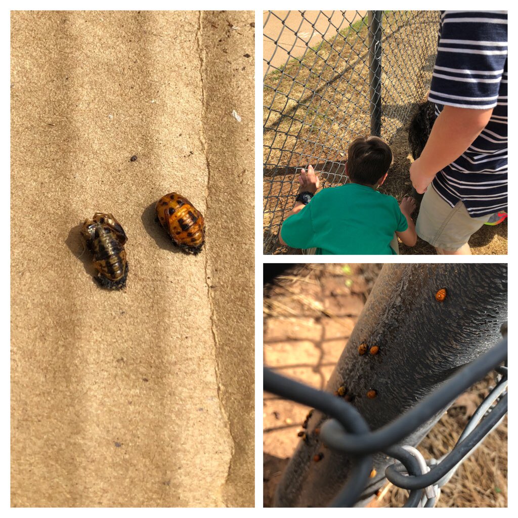 Love RECESS learning!  Talking about life cycles and find it on the playground!  Ss can’t get enough!#betheone # iamwfisd       ⁦@iAmerica811⁩