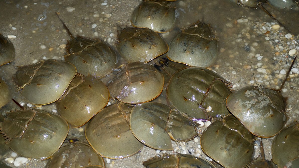 Let’s stop for a moment and appreciate the amazing wildlife from the sea. Spawning #horseshoecrabs: several female horseshoe crabs are surrounded by male suitors, ensuring the fertilization of eggs. #EarthDay