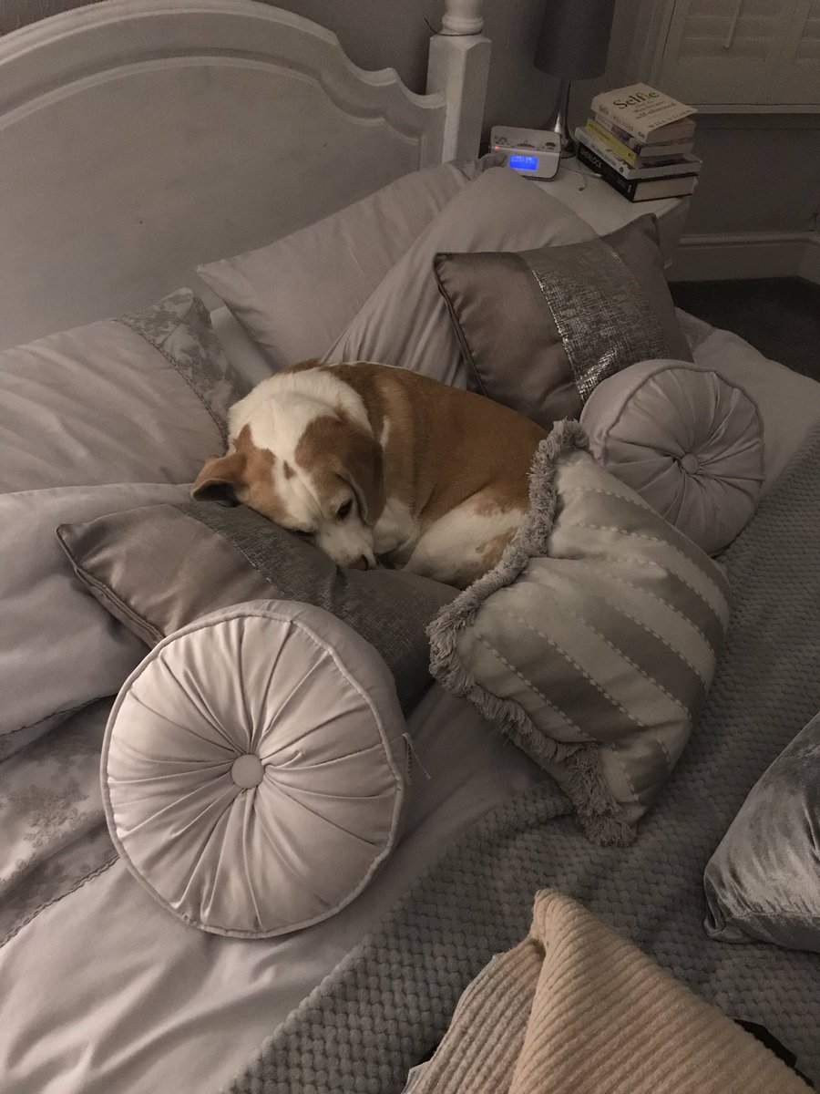 Hide n Sneak in mum&amp;dads bed 🛌🐶, yep I’m goldie locks...this one is toooooooo comfy...