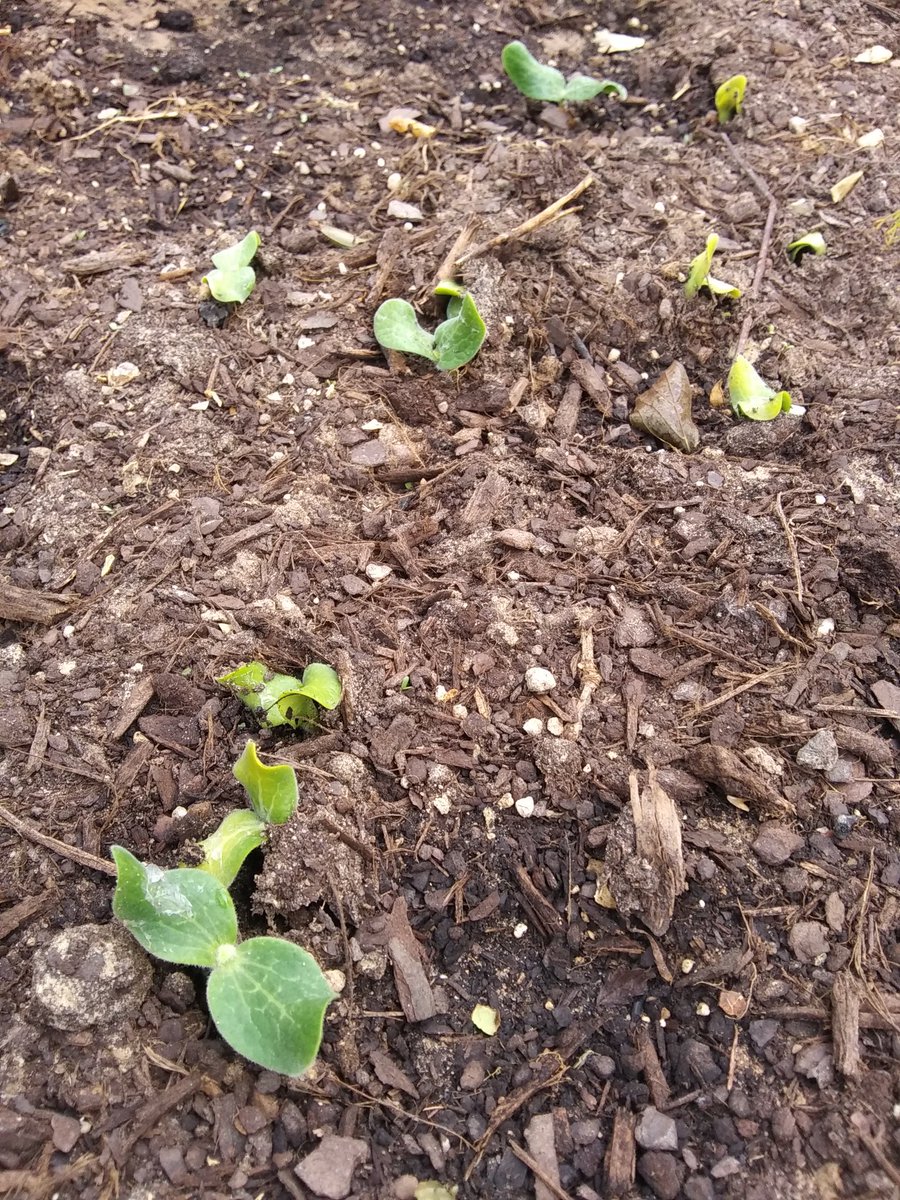 tammy4u2nv's tweet image. forgot I gave my Mojo our Halloween pumpkin to play with. (destroy, ANNIHILATE!) ....and now I have unwanted pumpkin patches ;(- #thegerminator #probz #toogood