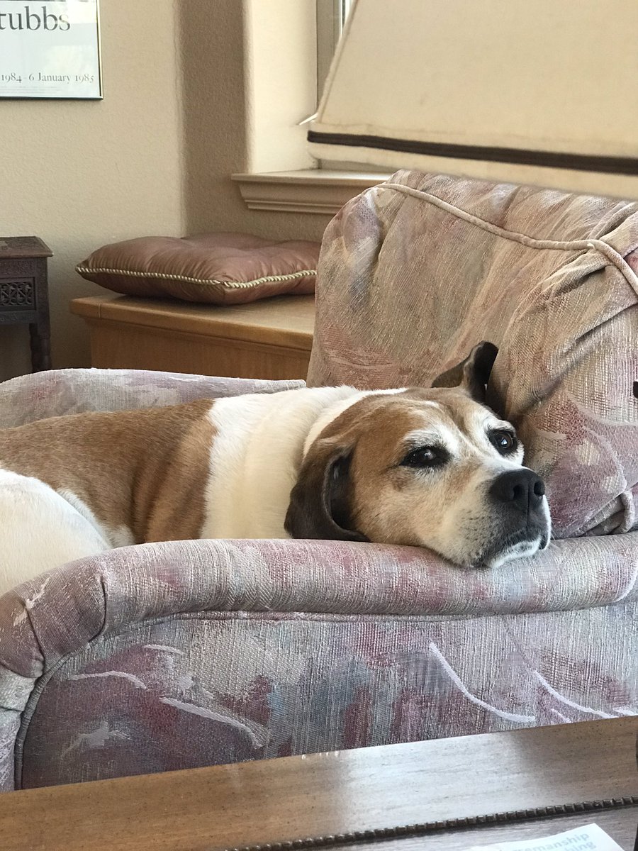 It’s #NationalBeagleDay? Wonderful! Time for a nap.