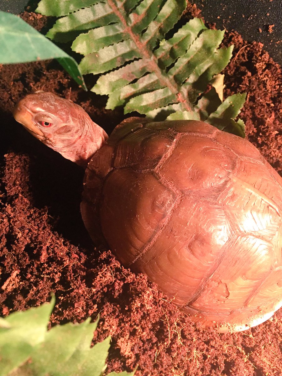 Today is  #EathDay19 , It was a beautiful day outside yesterday so I was able to let my Box Turtle Tula, hunt her own earthworms for lunch, with a little help from my hand shovel. She loves hunting. I usually use this day to educate people about Turtles/Tortoise. thread...