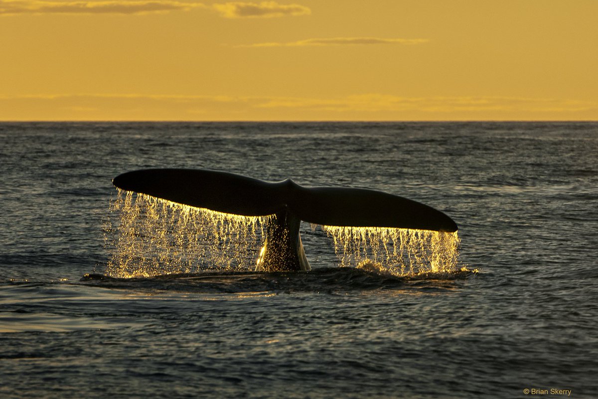 Brian_Skerry's tweet photo. Happy #EarthDay ! - Our water planet is a living tapestry where everything is connected. We can no longer see ourselves apart from or above nature, but directly tied to it. https://t.co/uxuucNEG1K