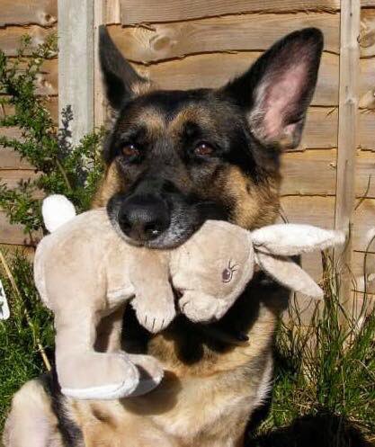 This was our predecessor.....she has been gone 8years &amp; she loved the Easter bunny apparently. 
#BTPosse #GermanShepherd