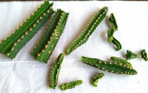 アパレルdiy女子yayasuzuki على تويتر 今日 柱サボテンの胴切りに挑戦しました 根が出ますように サボテン 胴切り