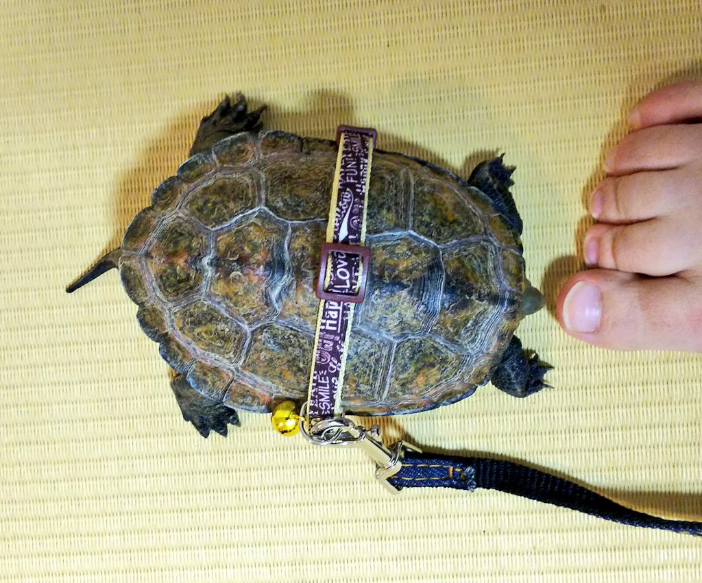 カメん歩 カメん歩