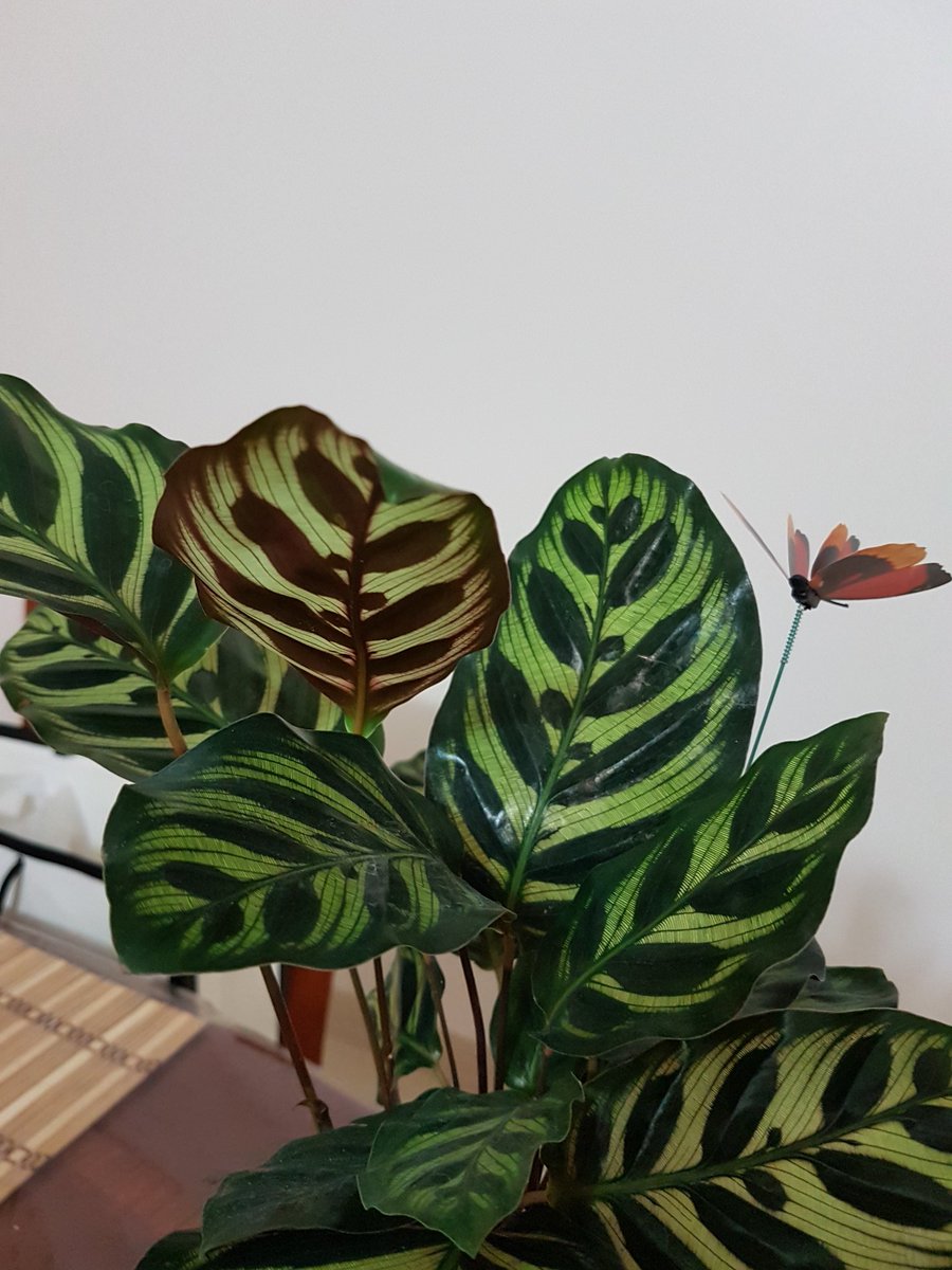 SirfSaadia's tweet photo. Can any1 tell me name of this Plant? 😂
I bought this yesterday but I don't know how to grow it😂🤣
#Helap😂😂🤣 https://t.co/2jxzXQKQFl