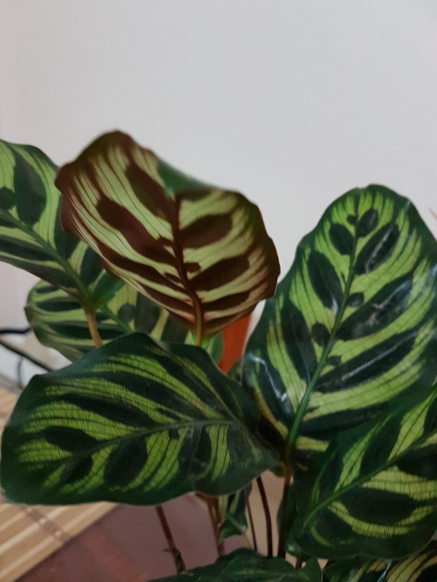 SirfSaadia's tweet photo. Can any1 tell me name of this Plant? 😂
I bought this yesterday but I don't know how to grow it😂🤣
#Helap😂😂🤣 https://t.co/2jxzXQKQFl