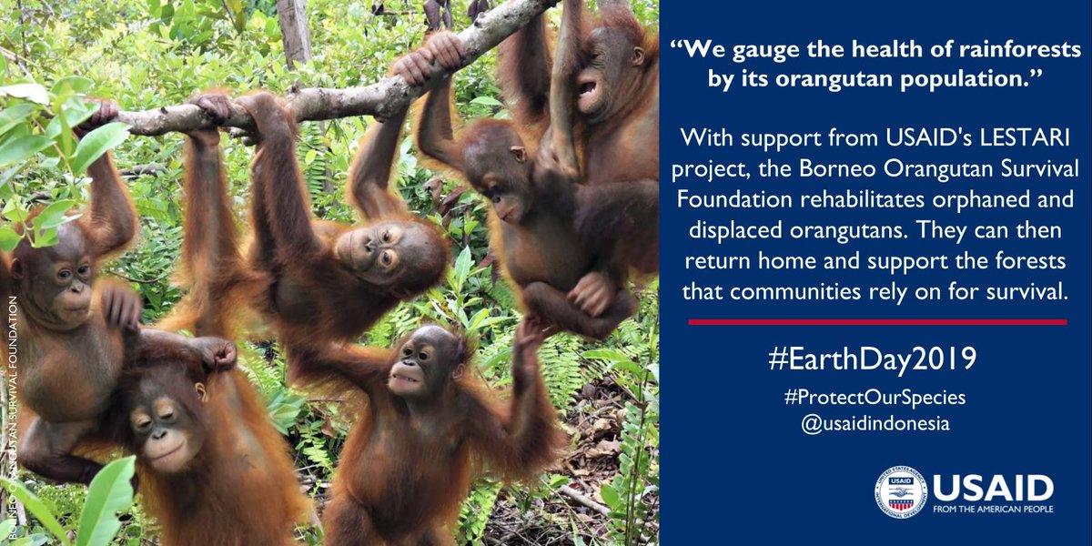 "We gauge the health of rainforests by its orangutan population." With support from USAID's LESTARI project, the Borneo Orangutan Survival Foundation rehabilitates orphaned and displaced orangutans.  They can then return home and support the forests that communities rely on for survival.