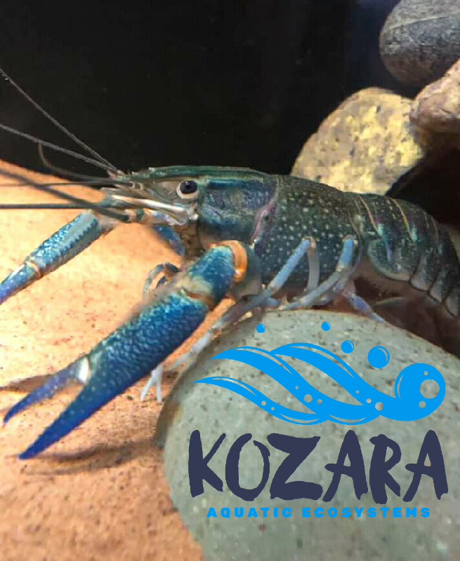 AndrewNguvu's tweet photo. We used a quality #Underwater camera to photograph our #redclaw females, she's a prolific breeding &amp; research specimen. #KozaraAES is a climate-smart socially inclusive biodiversity enterprise working with rural communities to improve food security though sustainable aquaculture. https://t.co/sJ279m1IGU