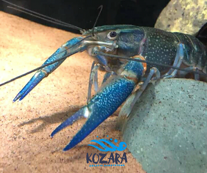 AndrewNguvu's tweet photo. We used a quality #Underwater camera to photograph our #redclaw females, she's a prolific breeding &amp; research specimen. #KozaraAES is a climate-smart socially inclusive biodiversity enterprise working with rural communities to improve food security though sustainable aquaculture. https://t.co/sJ279m1IGU