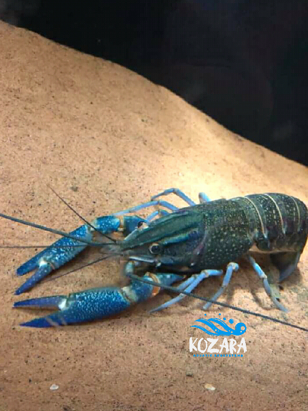 AndrewNguvu's tweet photo. We used a quality #Underwater camera to photograph our #redclaw females, she's a prolific breeding &amp; research specimen. #KozaraAES is a climate-smart socially inclusive biodiversity enterprise working with rural communities to improve food security though sustainable aquaculture. https://t.co/sJ279m1IGU