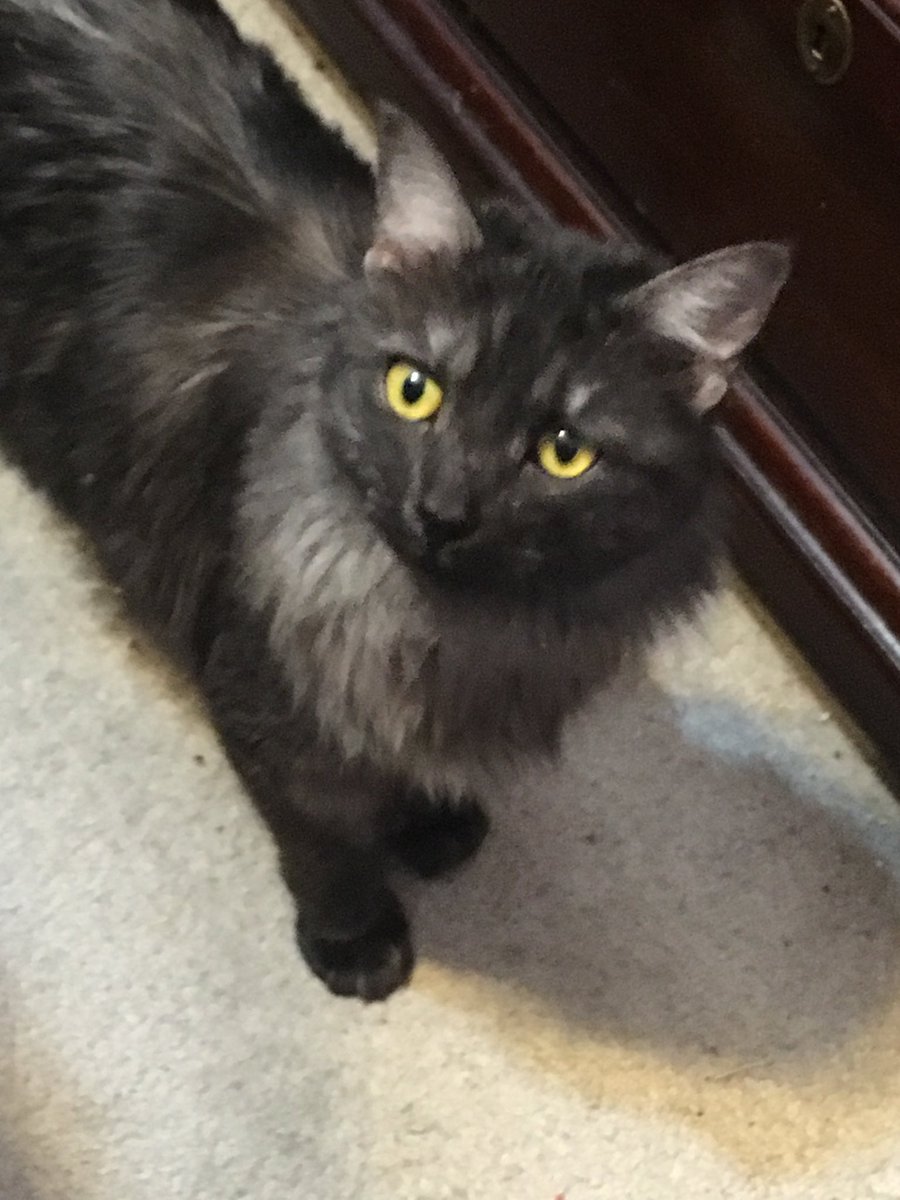 RaeHarkness's tweet photo. ⁦@wsbtv⁩ What about cats? Smokey is from Decatur. https://t.co/uwP32LVrDb