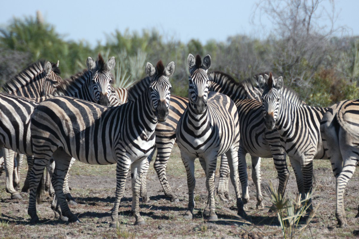 Book your Serengeti great migration safari with Gemukaadventures.com
#wilderbeest #zebra #mararivercrossing #bigcatadventures