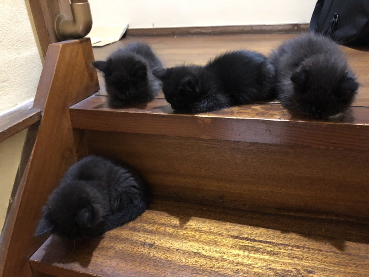 ぽいちゃんズ 階段を降りようとする子猫たち 妹撮影 黒猫 子猫 T Co Zd7a1qegku Twitter
