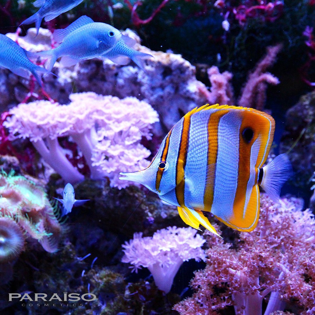 En <a href="/PARAISOCOSMETI/">PARAISO COSMETICS</a> utilizamos productos de origen natural en nuestros exfoliantes como el polvo de bambú o la cáscara de nuez y apoyamos la iniciativa de prohibición del uso de plásticos en cosmética. #DiaDeLaTierra #Fondomarinolibredeplásticos