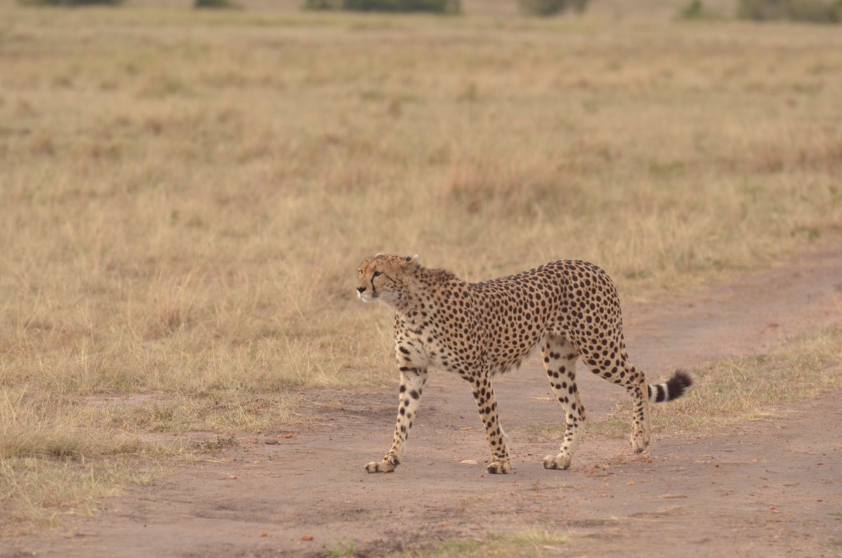 Tangulia Mara Camp tweet media