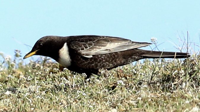 TopvanTexel's tweet photo. Afgelopen dagen aardig wat #Beflijsters (Ring Ouzel) gezien in de kop van #Texel. Zowel in de #Tuintjes als in het Polderlandschap! Vaak schuw, maar deze goed kunnen fotograferen in de vroege ochtend! @waarneming @Sovon @NPTexel https://t.co/qfssgPWPzP