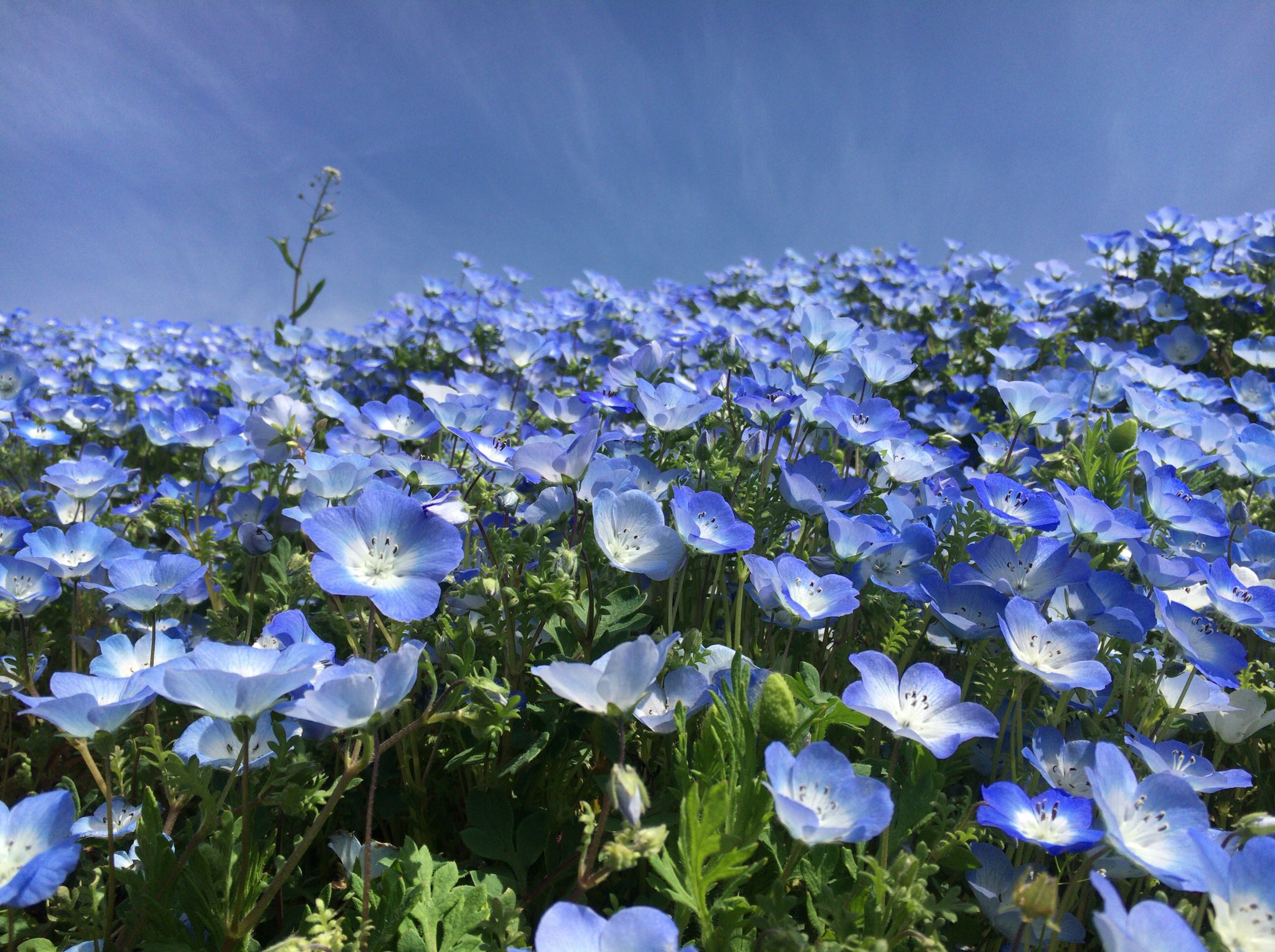 Chris 空と同じ色のネモフィラ 瑠璃唐草 とっても綺麗 花言葉 あなたを許す どこでも成功 ネモフィラ 瑠璃唐草 ひたち海浜公園 茨城県 ひたちなか市 ブルー 青い花 花写真 フラワー Flwoer Flwoers 花 空色 Blue ブルーフラワー