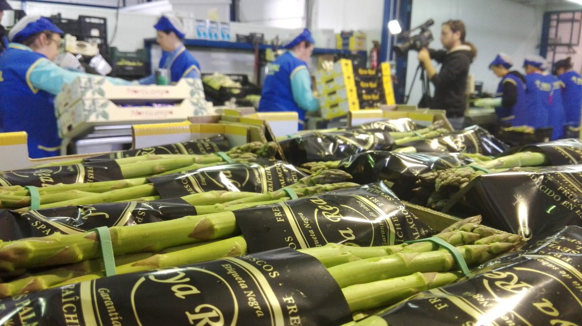 CuadernoAgrario's tweet photo. Nos encontramos en la empresa #Frupal en #LosPalaciosyVillafranca, #Sevilla, por la recolección del #esparragoverde https://t.co/SEQxgjHxSJ