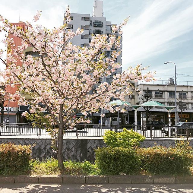 Kotone_JP's tweet photo. 今年の桜シーズンなんか長い気がする。路地でたら堀川沿いの八重桜まだ咲いてる。

#春 #花見 #京都 #堀川 #春旅行 #kyoto #japan #sakura #cherryblossom #jptrip #spring #gw #台湾人 #ゲストハウス #小都音民宿 #民宿 #kyototrip https://t.co/mV6H0XqVAr https://t.co/KS6tkCSiBZ
