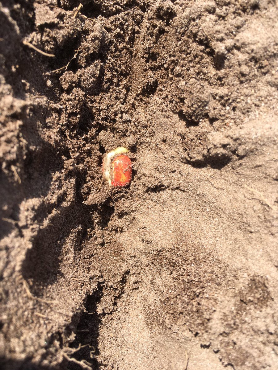 SUwland's tweet image. LG 31.205 @LGseedsNL gezaaid op 16 april vandaag al deze ontwikkeling te zien. Hier geen #onderzaai maar voor 1 oktober hakselen dus normale onkruidbestrijding. #LaudisTheMovie #Capreno #MonsoonActive @BayerCropNL #akker #teambayerbenelux #oogst2019    #droogte2019