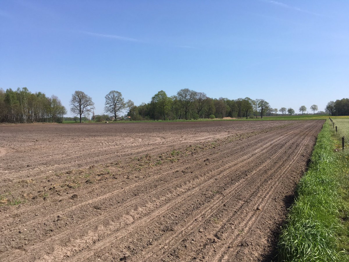 SUwland's tweet image. LG 31.205 @LGseedsNL gezaaid op 16 april vandaag al deze ontwikkeling te zien. Hier geen #onderzaai maar voor 1 oktober hakselen dus normale onkruidbestrijding. #LaudisTheMovie #Capreno #MonsoonActive @BayerCropNL #akker #teambayerbenelux #oogst2019    #droogte2019