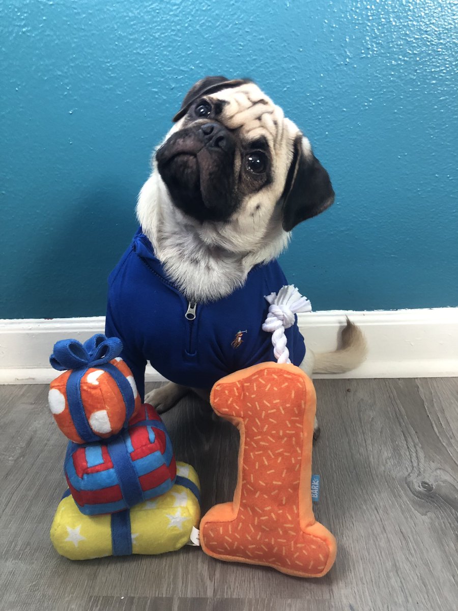 ramsaytheepug's tweet photo. Oh my Dog I’m one. 
*
*
*
#birthday #birthdaypug #firsttbirthday #one #party  #birthdayparty #presents #pug #pugloversclub #fawnpug https://t.co/od5X9LTdFD